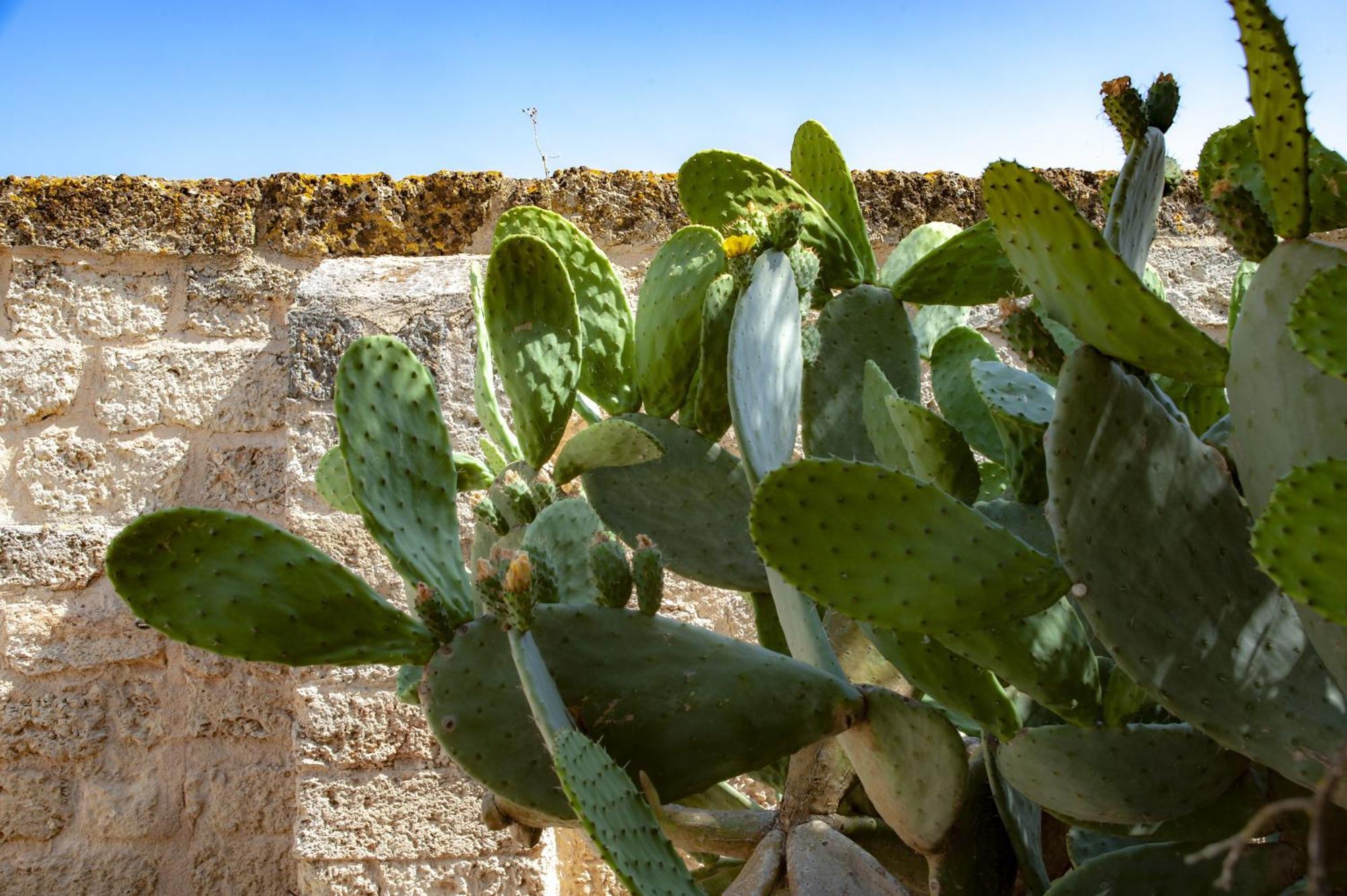Masseria Bernardini By Symphonya Luxury Rentals Nardò Kültér fotó